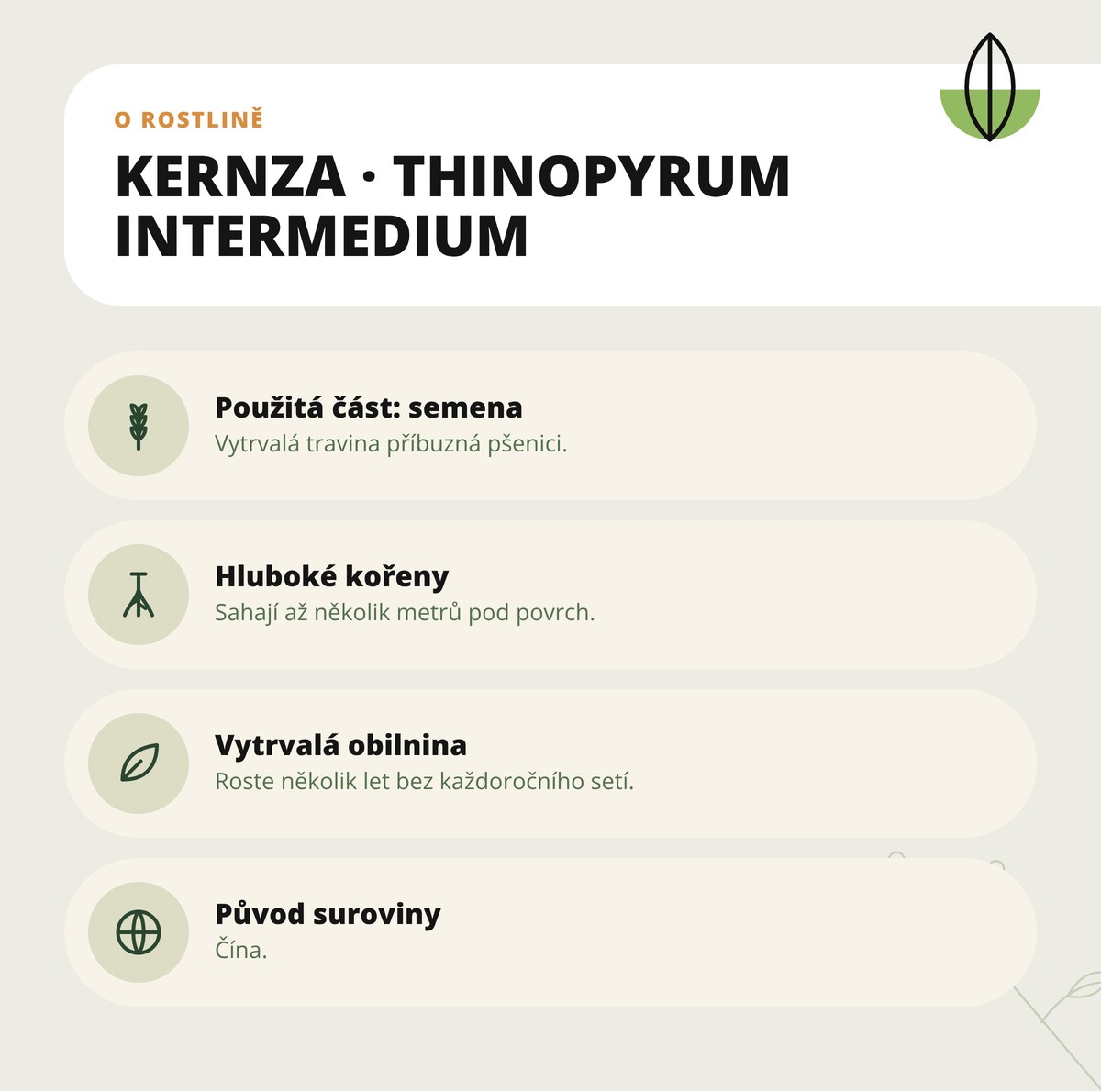 Kernza Dona Natura – Thinopyrum intermedium: použitá část semena, vytrvalá travina s hlubokými kořeny, původ Čína