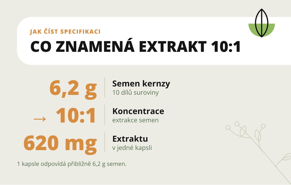 Kernza Dona Natura – extrakt 10:1: z 6,2 g semen vzniká 620 mg extraktu v jedné kapsli