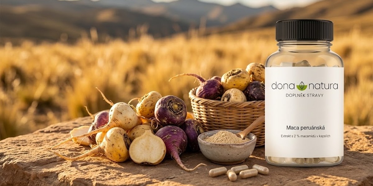 Maca peruánská extrakt s 2 % macamidů v kapslích Dona Natura mezi čerstvými kořeny macy