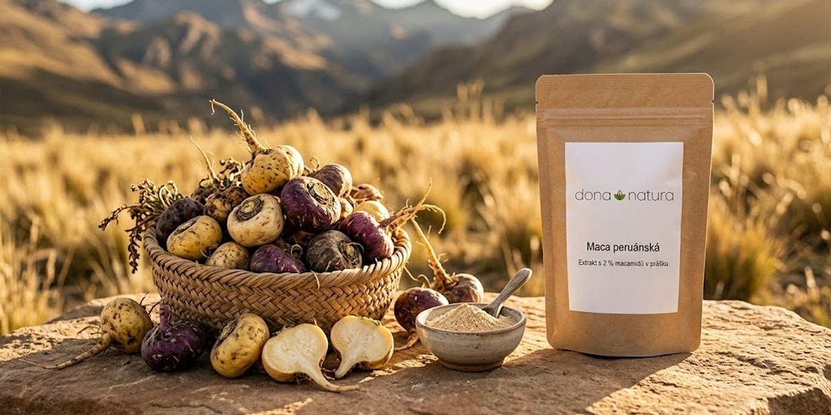 Maca peruánská extrakt s 2 % macamidů v prášku Dona Natura mezi čerstvými kořeny macy