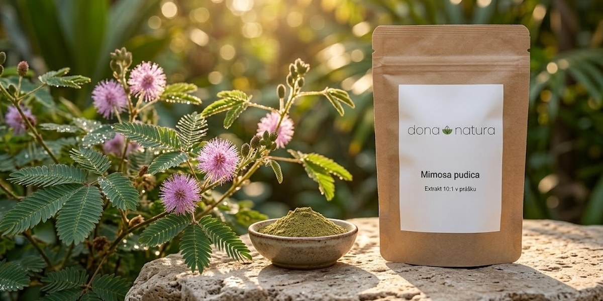 Mimosa pudica extrakt 10:1 v prášku Dona Natura mezi kvetoucí citlivkou stydlivou